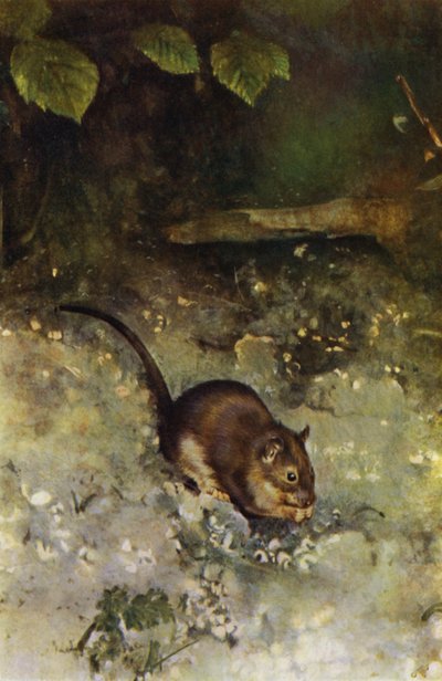 Den brune rotta (bilde) av Richard and Cherry Kearton