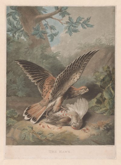 Hawk vokter byttet sitt The Hawk (tittel på objekt) av Richard Earlom