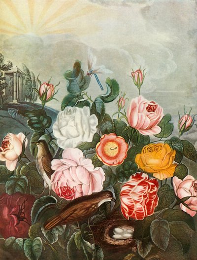 Roses, c1805, 1948. av Richard Earlom