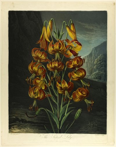 The Superb Lily, fra The Temple of Flora av Richard Earlom