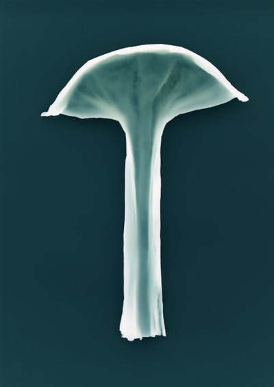 Uten tittel, 2003 av Richard Green