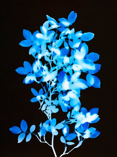 Uten tittel, 2008 av Richard Green