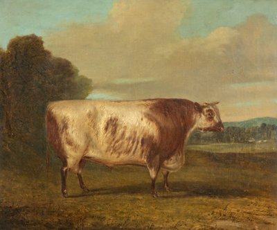 En okse, 1862 av Richard Whitford