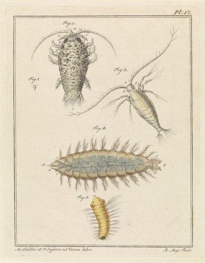 Agat trelus, copepod og bust orm av Robbert Muys