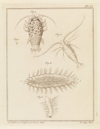 Agat trelus, copepod og bust orm av Robbert Muys