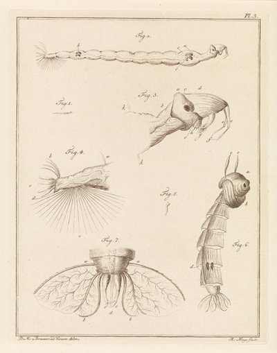 Plume bug larver av Robbert Muys