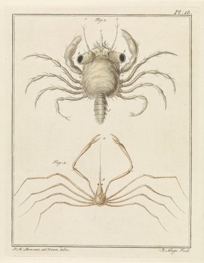 Strandkrabbe og en art av pilkrabbe av Robbert Muys
