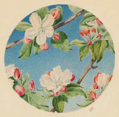 Epleblomster, ca. 1869 (akvarell) av Robert B. Brandegee
