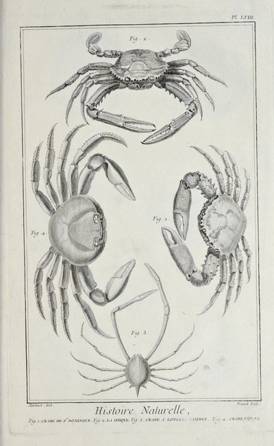 Krabber, illustrasjon fra 