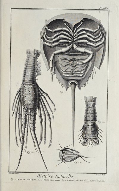 Krepsdyr, illustrasjon fra 