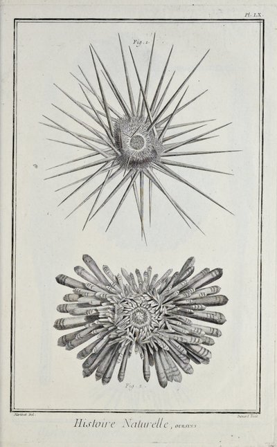 Urchins, illustrasjon fra 