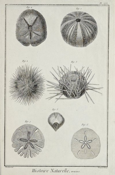 Urchins, illustrasjon fra 