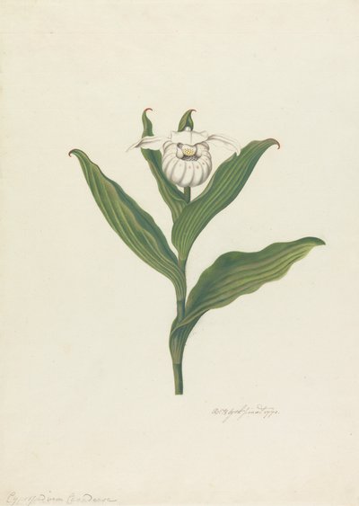 Lady's Slipper (Cypripedium Canadense, Calceolus Maria) av Robert Blyth