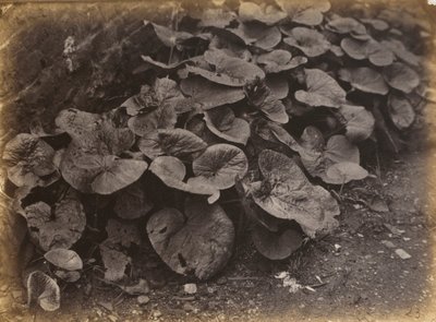  av Robert Burrows