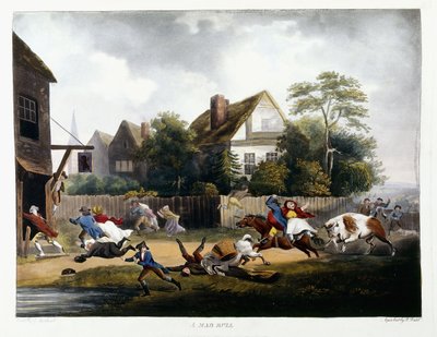 En gal okse, 1806 av Robert Dodd