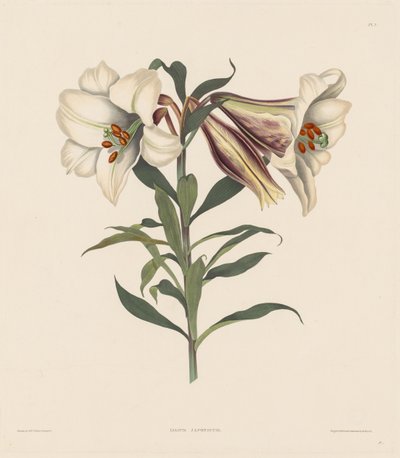 Et utvalg heksandriske planter, som tilhører den naturlige ordenen Amaryllidae..., 1831-1832. av Robert Havell