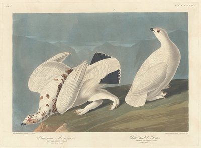 Amerikansk rype og hvithalerype, 1838. av Robert Havell