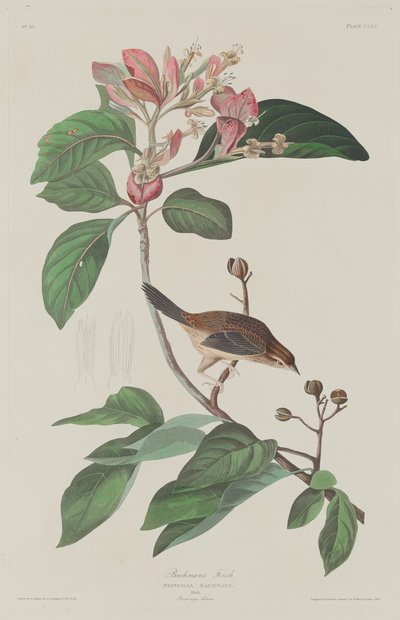 Bachmans Finch, 1833. av Robert Havell
