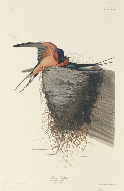Barn Swallow, 1833.    1160323   no       norwegian Successfully Translated  Original: Portrait of a Woman, Said to Be Caritas Pirckheimer 1467-1532. Translat: Portrait of a Woman, Said to Be Caritas Pirckheimer 1467-1532. 1169830 no norwegian Successfully av Robert Havell