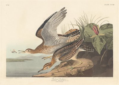 Bartram Sandpiper, 1836. av Robert Havell