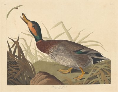 Bemaculated Duck, 1836. av Robert Havell