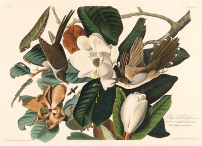 Svartnebbgjøk, 1828. av Robert Havell