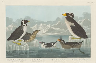 Svartstrupe lomvi, nobbnebbauk, krølletake og hornnebb..., 1838. av Robert Havell