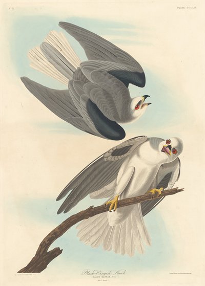 Black-winged Hawk, 1837. av Robert Havell