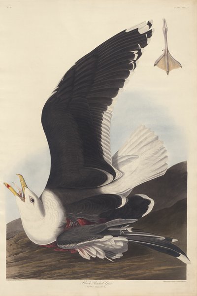 Svartryggmåke av Robert Havell