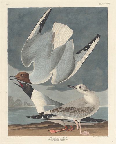 Bonapartisk måke, 1836. av Robert Havell