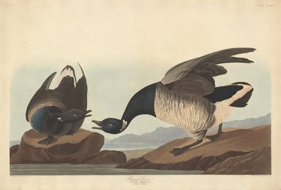 Brant Goose, 1837. av Robert Havell