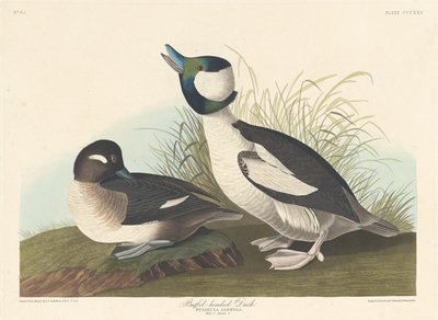 Buffelhodeand, 1836. av Robert Havell