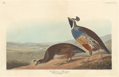 Californian Partridge, 1838. av Robert Havell