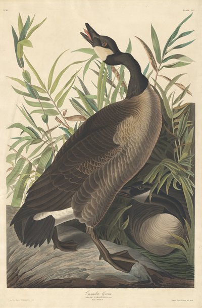 Canada Goose, 1834. av Robert Havell