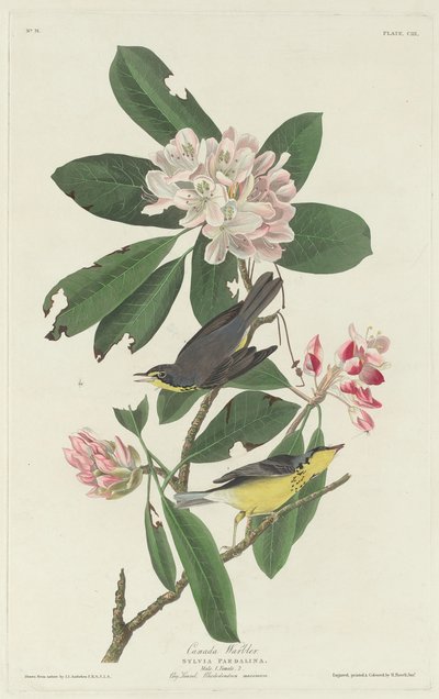 Canada Warbler, 1831. av Robert Havell
