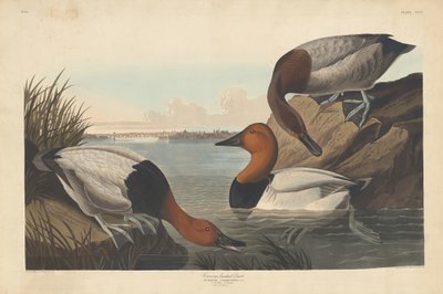 Duck med lerret, 1836. av Robert Havell
