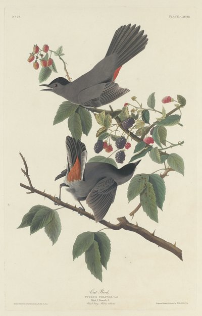 Kattfugl, 1832. av Robert Havell