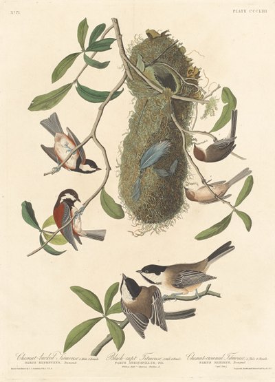 Kastanjeryggmeis, svarthakket meis og kastanjekronet meis, 1837. av Robert Havell