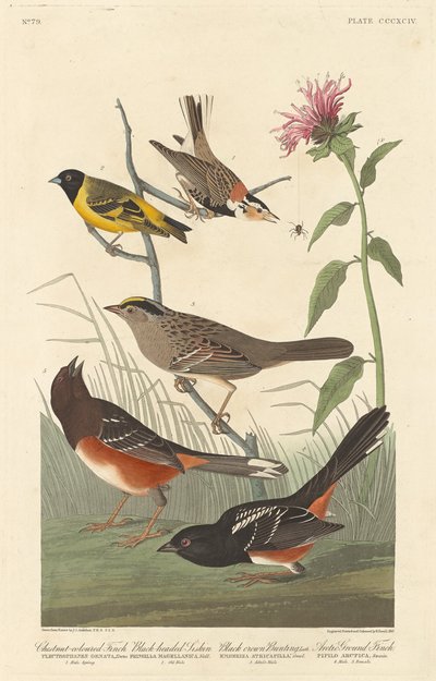 Kastanjefarget fink, svarthodesisk, svart kronspurv og arktisk jordfink, 1837. av Robert Havell