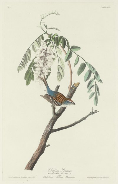Chipping Sparrow, 1831. av Robert Havell