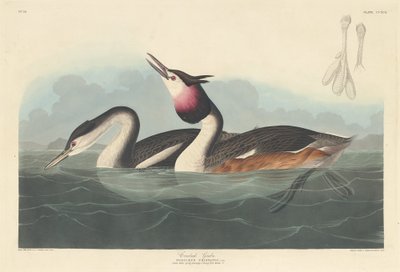 Toppdoppe, 1836. av Robert Havell