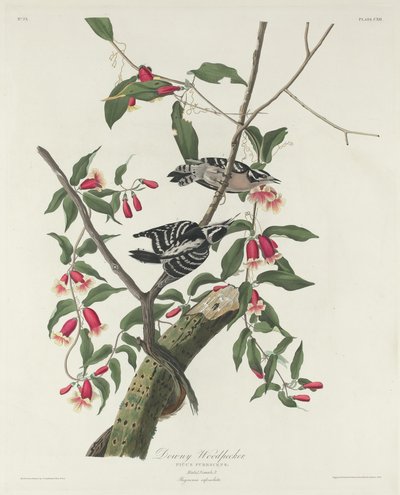 Dunet hakkespett, 1831. av Robert Havell
