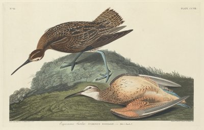 Curlew Eskimoer, 1834. av Robert Havell