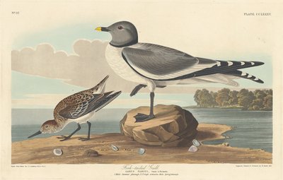 Gaffelhalemåke, 1835. av Robert Havell