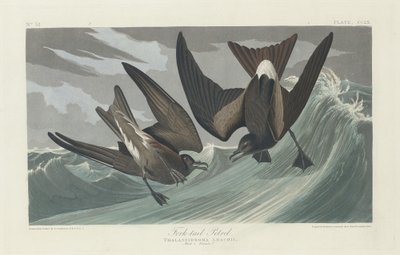 Gaffelhalepetrel, 1835. av Robert Havell