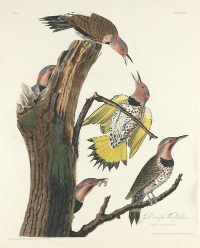 Gullvinget hakkespett, 1828. av Robert Havell