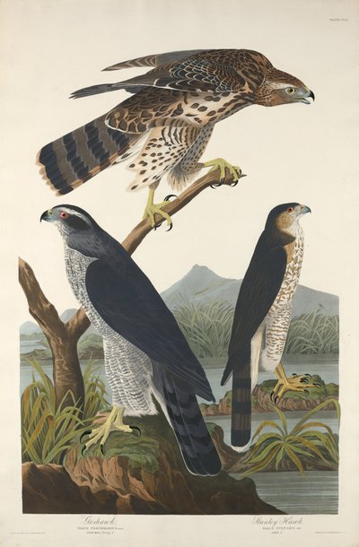 Goshawk og Stanley Hawk, 1832. av Robert Havell
