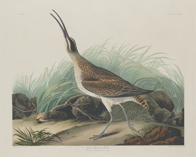 Store Curlew Eskimoer, 1835. av Robert Havell