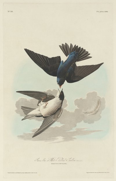 Grønnblå eller hvitmaget svale, 1830. av Robert Havell