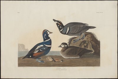 Harlekinand av Robert Havell